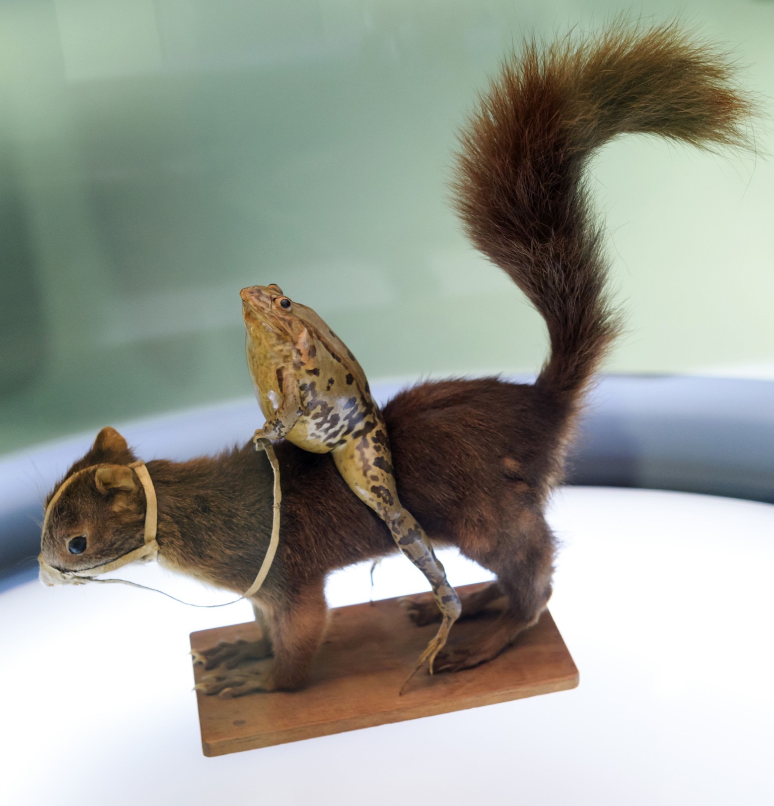 Frog-riding-a-squirrel-at-Frog-Museum-in-Estavayer-le-Lac-western-Switzerland-FABRICE-COFFRINI-AFP-Getty-Images-thechicflaneuse