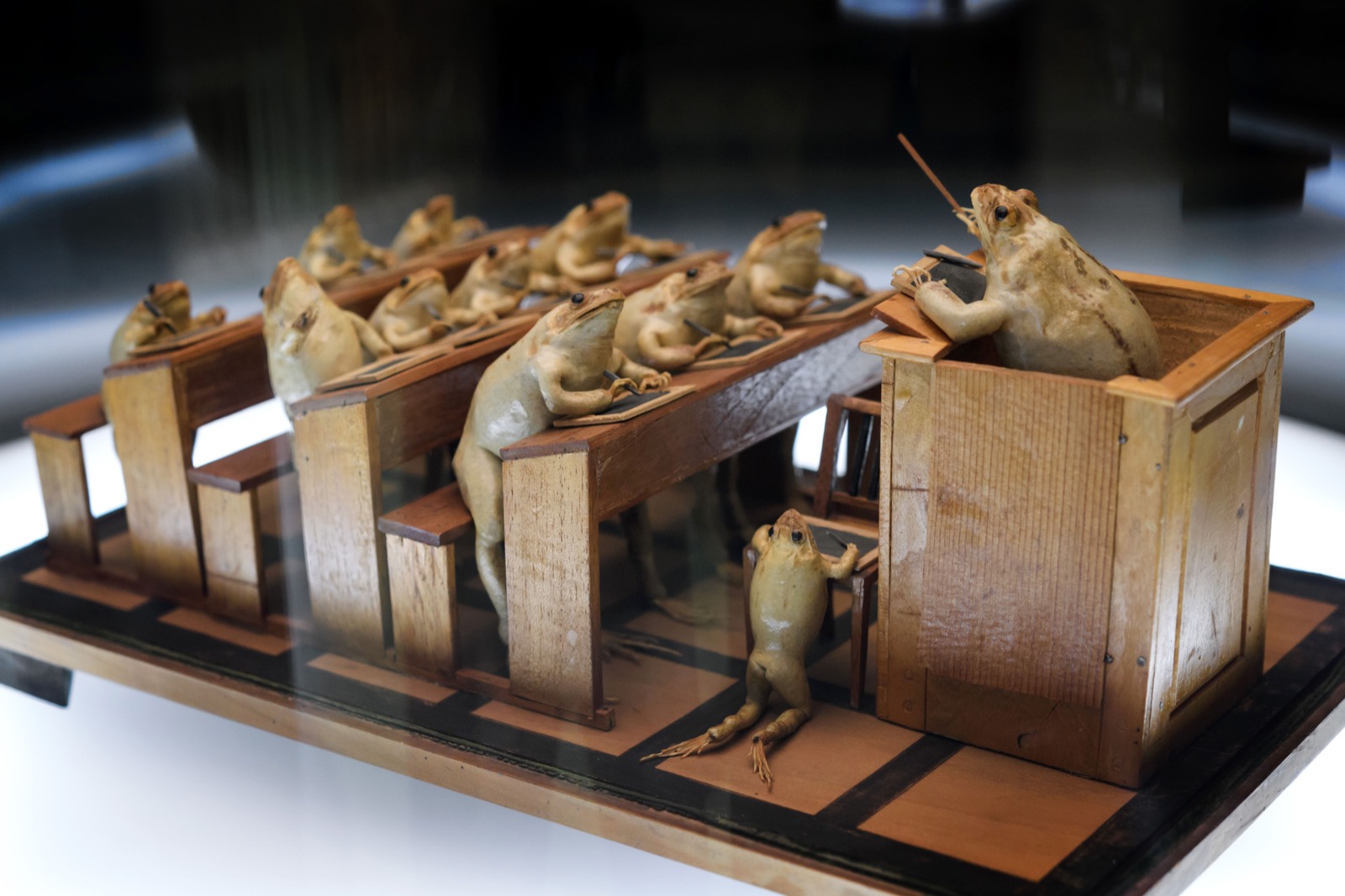 Frogs-at-school-at-Frog-Museum-in-Estavayer-le-Lac-western-Switzerland-FABRICE-COFFRINI-AFP-Getty-Images-thechicflaneuse