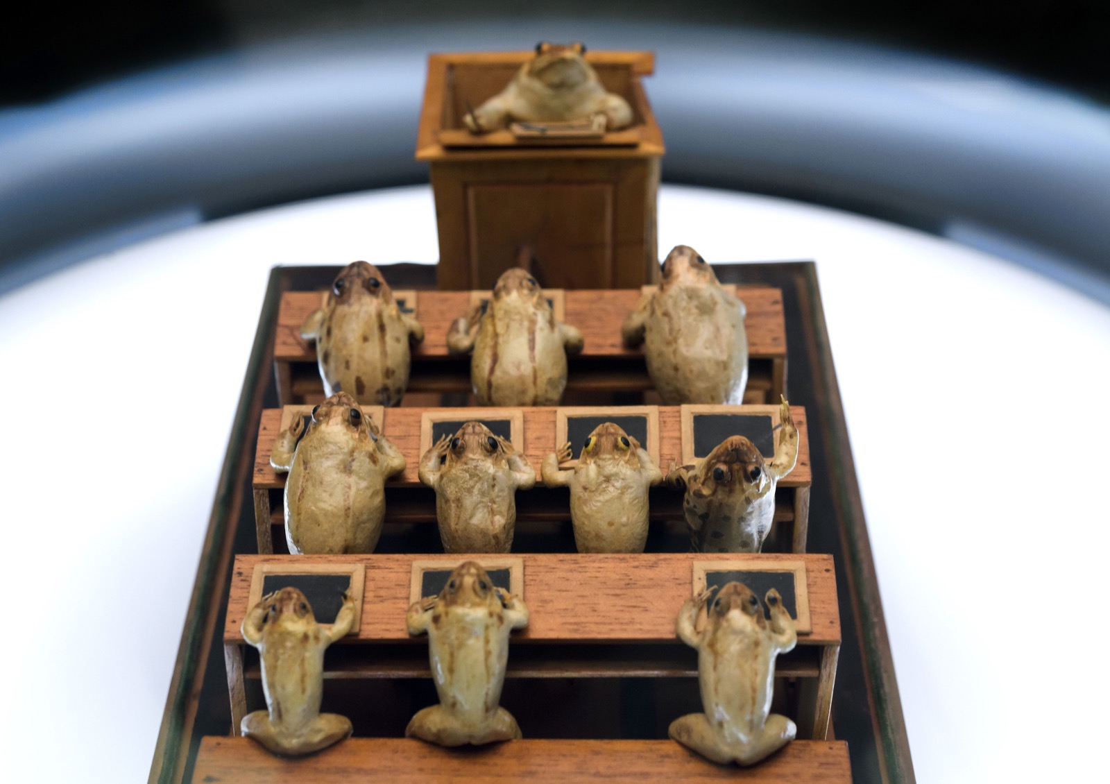 Frogs-attending-school-at-The-Frog-Museum-in-Estavayer-le-Lac-western-Switzerland-FABRICE-COFFRINI-AFP-Getty-Images-the-chicflaneuse