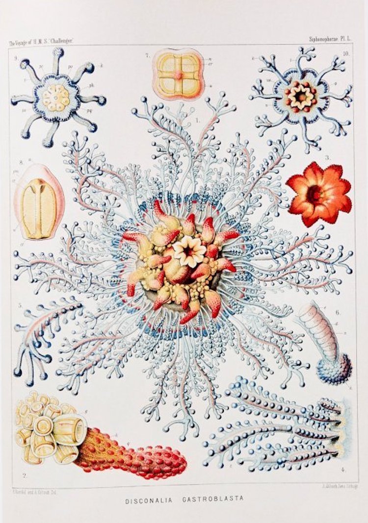 of the Art and Science of Ernest Haeckel