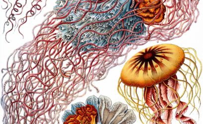 Ernst Haeckel closeup