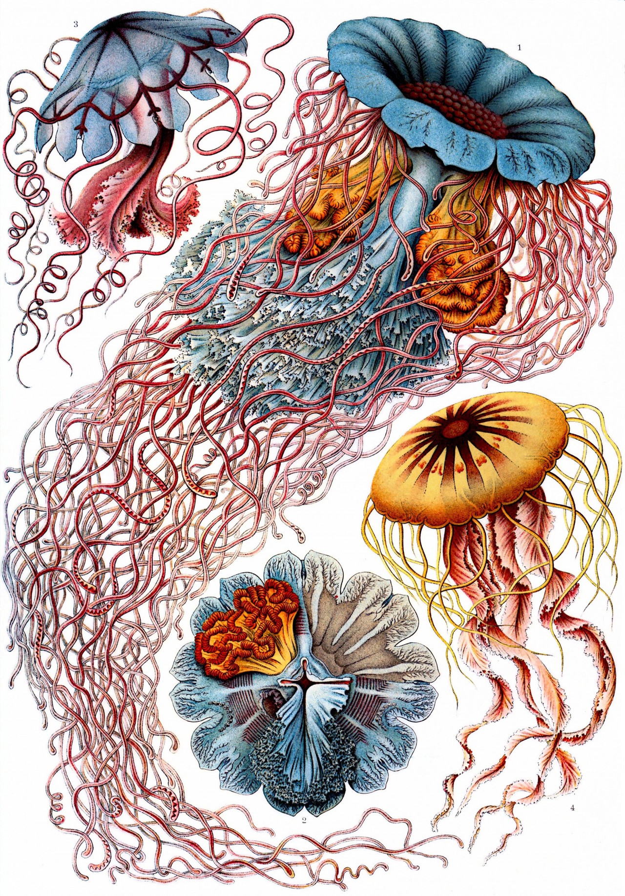 Ernst Haeckel closeup