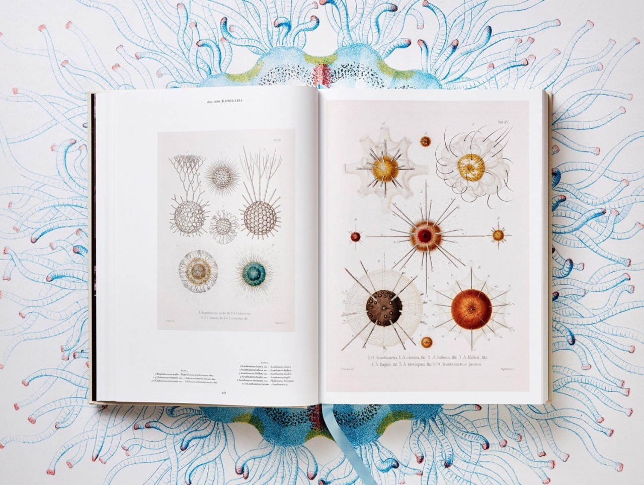 of the Art and Science of Ernest Haeckel