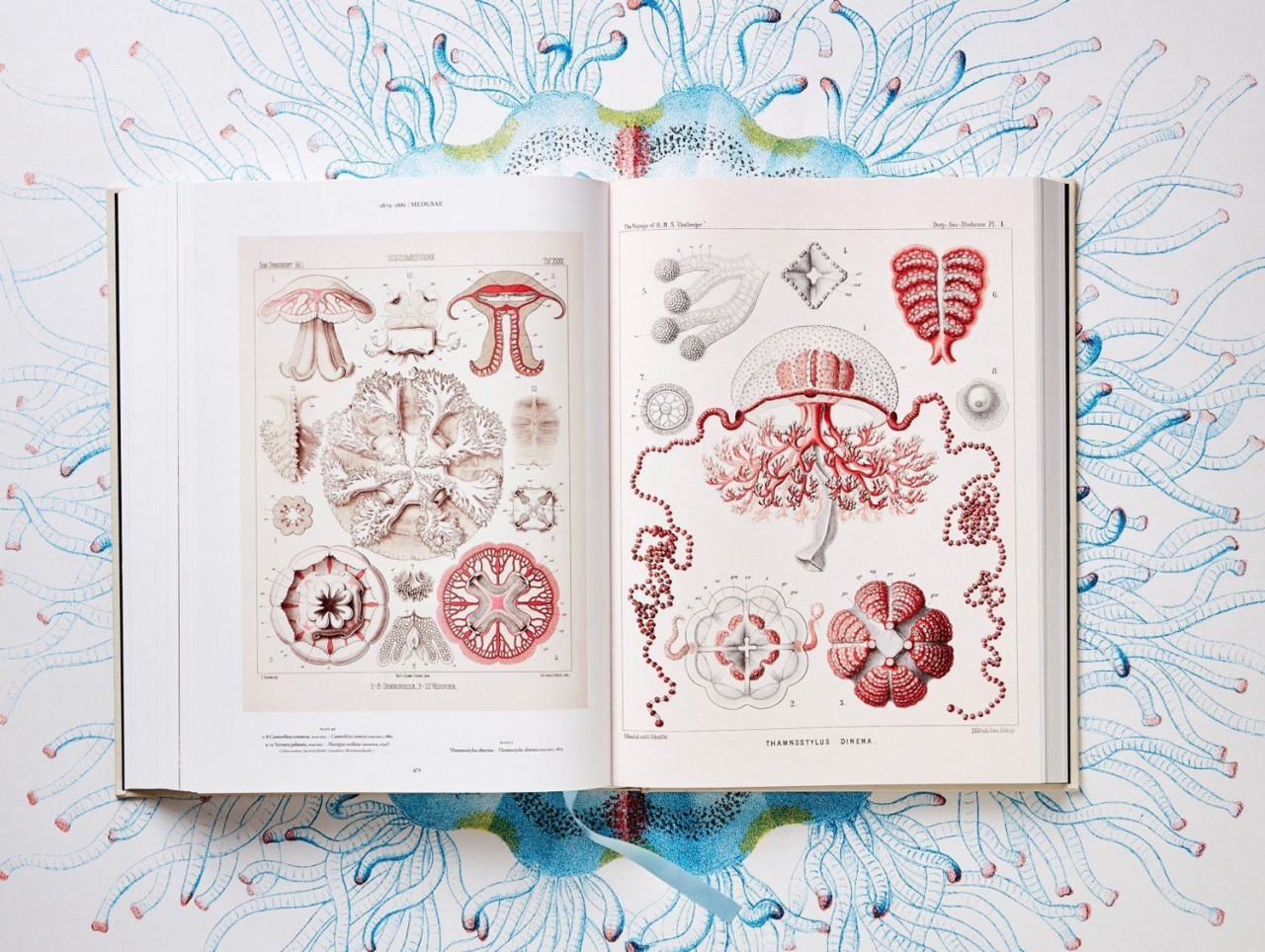 of the Art and Science of Ernest Haeckel