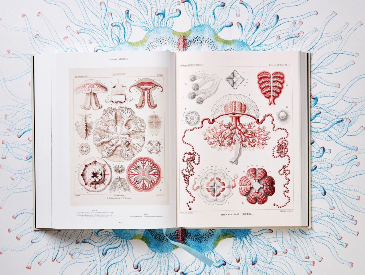 of the Art and Science of Ernest Haeckel